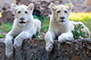 White lions in Belgrade (Photo: Archive of the Belgrade Zoo)